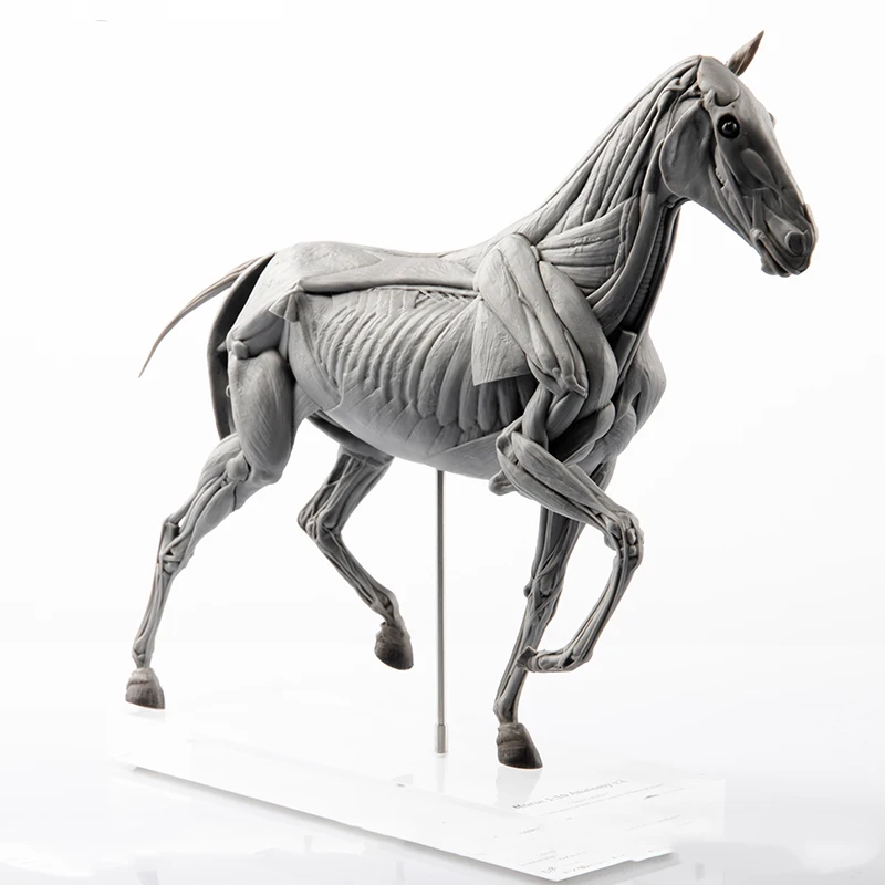 Resin Art Decoration Items - EVOLABORATORY At Kası Anatomisi Modeli Sahne