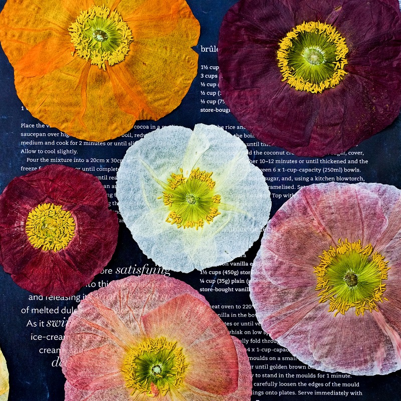 Resin Art Frame - 1 adet, Doğa Alanı Haşhaş Preslenmiş