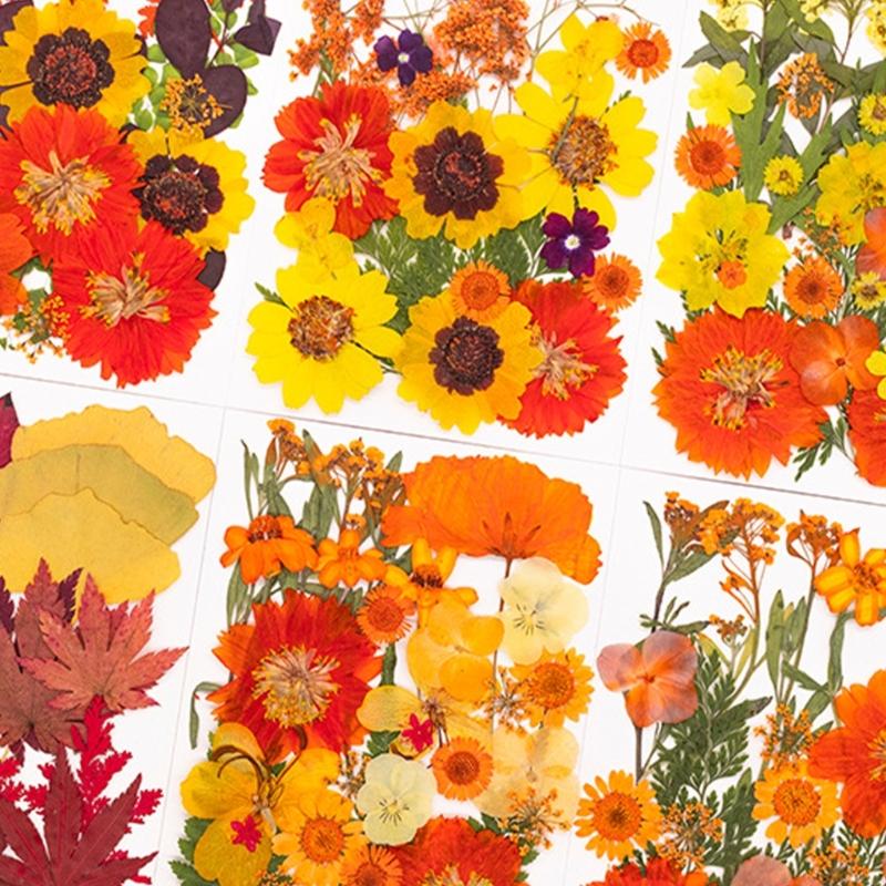 Dried Flower Pressed - Reçine Kalıpları için Kurutulmuş Preslenmiş Çiçek
