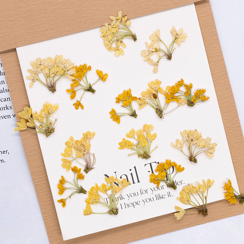 Dried Flower Pressed - 24 adet, Doğal Gerçek Preslenmiş Çiçekler