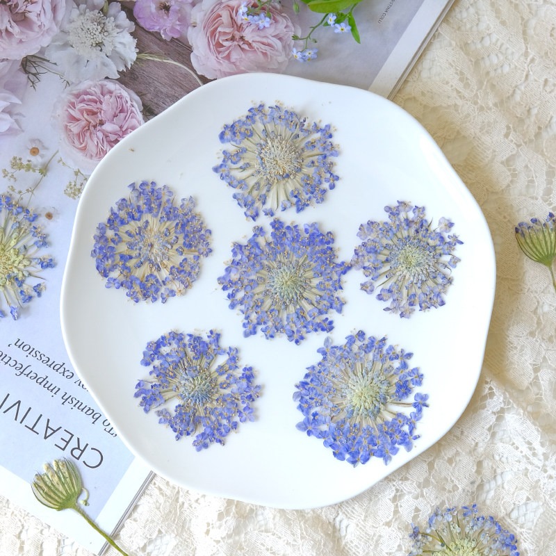 12 adet preslenmiş zümrüt inci - Dried Flower Pressed incelemesi ve fiyatı