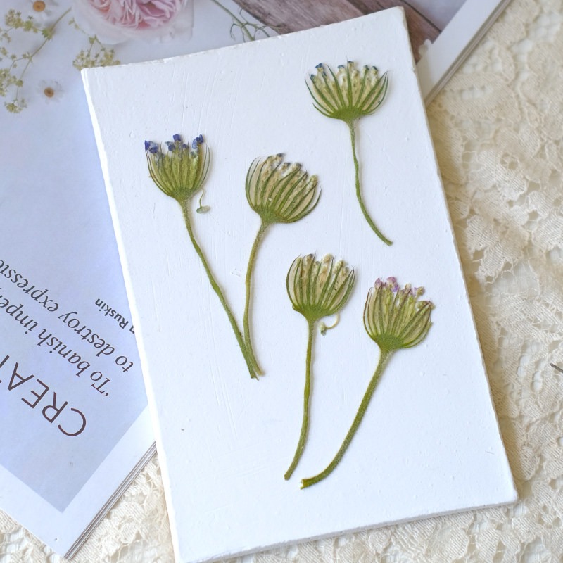 12 adet preslenmiş zümrüt inci - Dried Flower Pressed incelemesi ve fiyatı