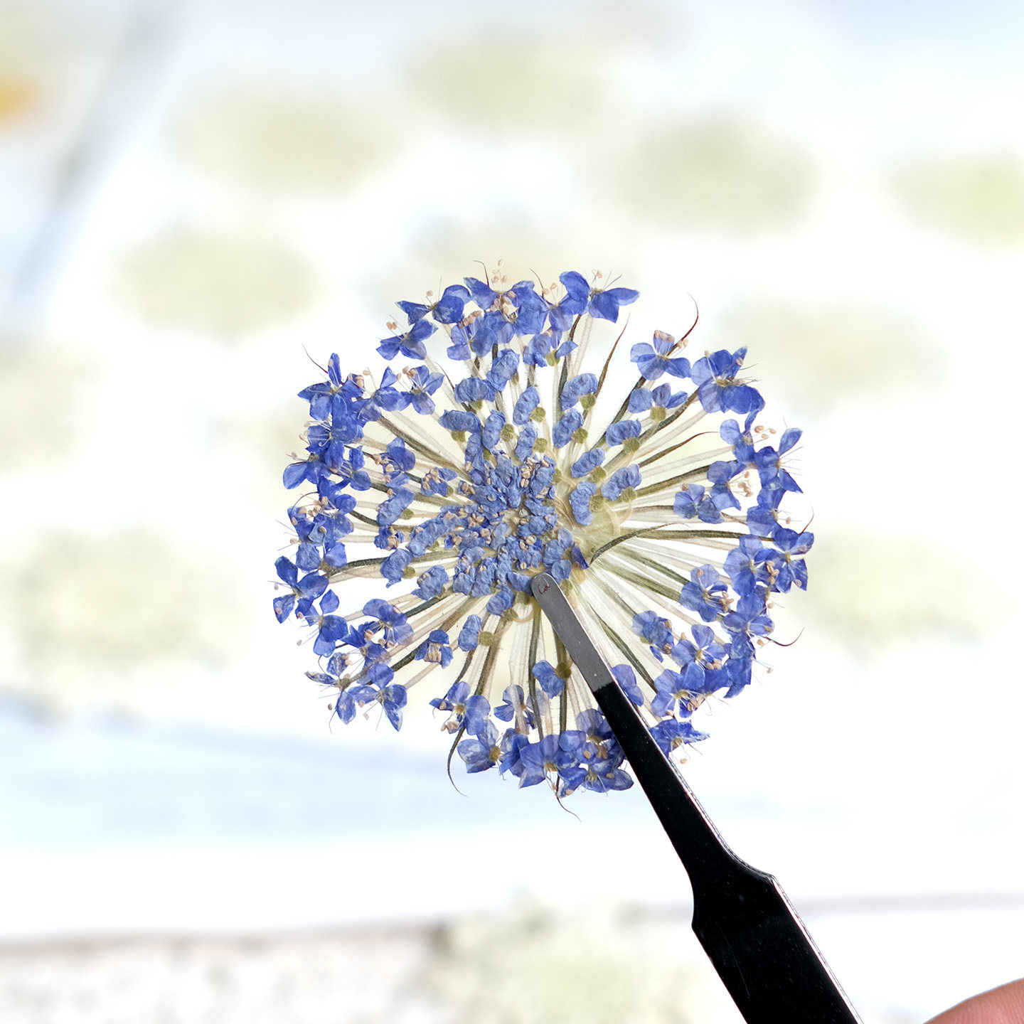 12 adet preslenmiş zümrüt inci - Dried Flower Pressed incelemesi ve fiyatı