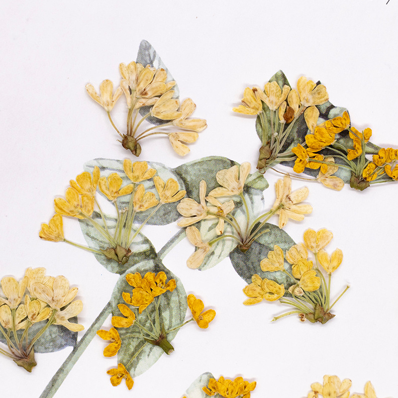 24 adet, Doğal Gerçek Preslenm - Dried Flower Pressed incelemesi ve fiyatı