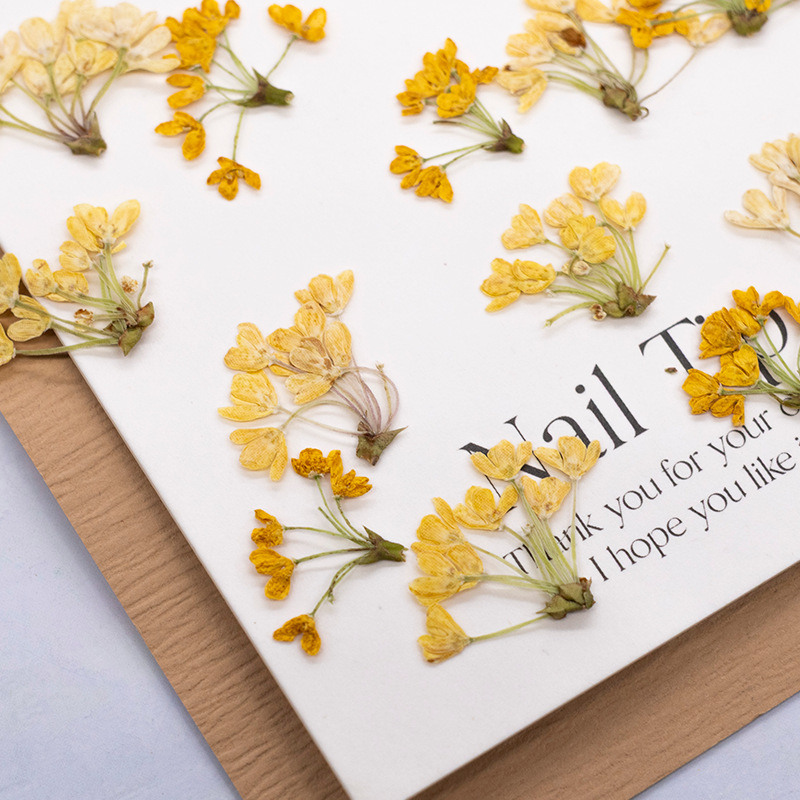 24 adet, Doğal Gerçek Preslenm - Dried Flower Pressed incelemesi ve fiyatı