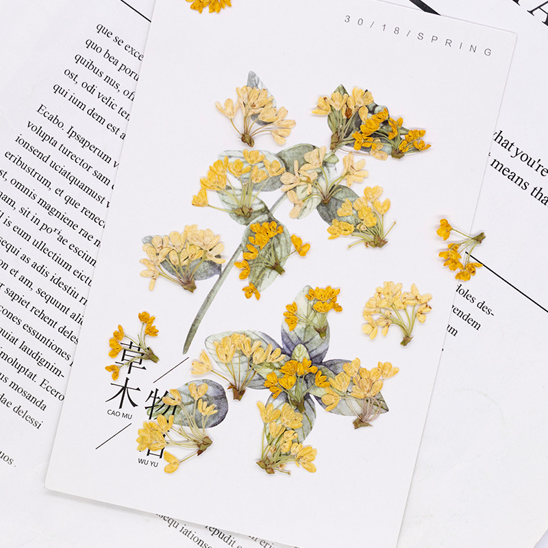 24 adet, Doğal Gerçek Preslenm - Dried Flower Pressed incelemesi ve fiyatı