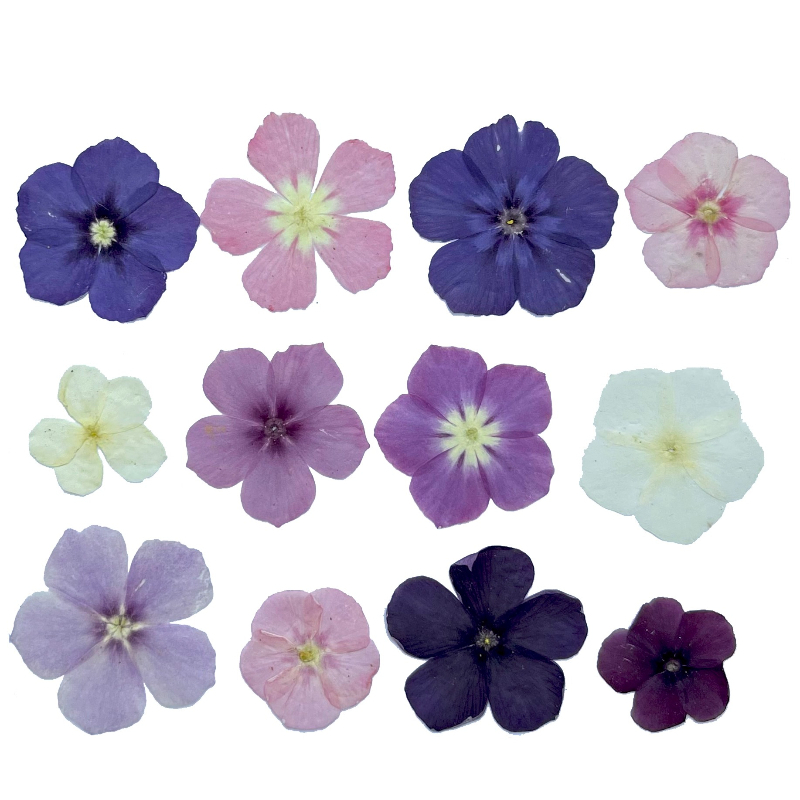 12 adet, Yarı Şeffaf Niş Phlox - Dried Flower Pressed incelemesi ve fiyatı